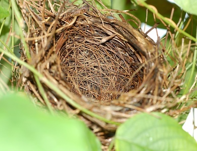 La sindrome del nido vuoto: dall’accudire al lasciar andare